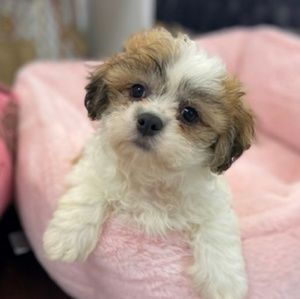 Meet your Posher, April